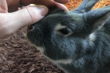 Tiny Terror turns Ten