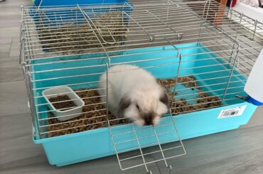 recommendations about housing/toys