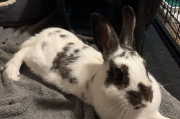 What kind of bunny could she be?