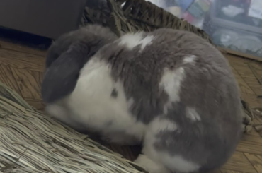 Flop
