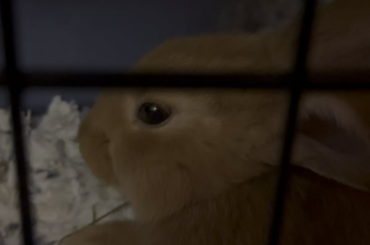 Worried about new bunny