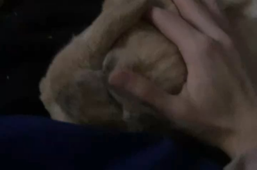 sleepy benji