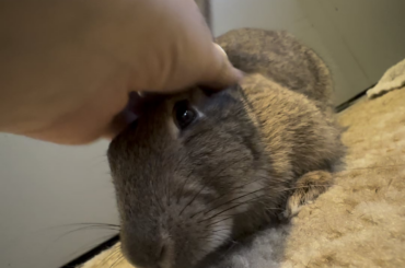 Scritchy gurl