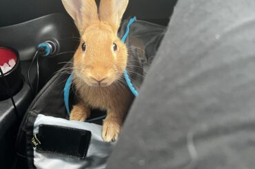I’ve asked to see your buns that people might look at and not know what animal they are, so how about sharing your most rabbit looking buns?