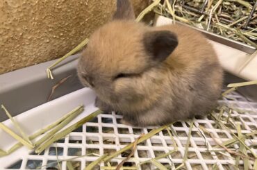 Our male Fuzzy American Lop got to one of our female Netherland Dwarfs. Now we have this little thing.
