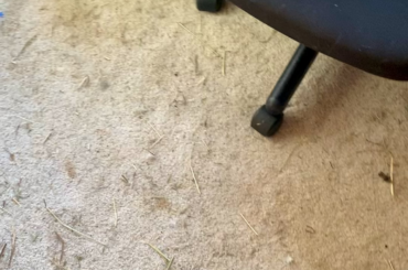 my rabbit can come when he’s called!