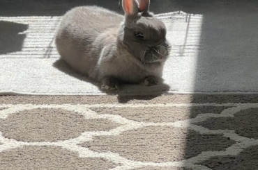 Bunbun in the sunsun
