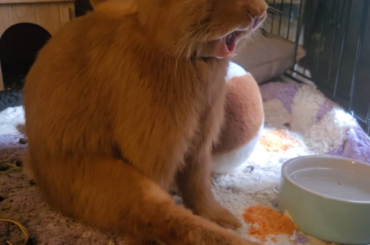 Floppie did a yawn
