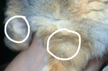 White crust on baby bunnies