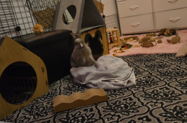 my baby is playing with the towel, he so crazy my crazy boy