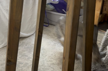 My foster bunny Petunia is a professional tap dancer