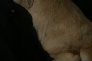 does my bunny like his pets/me