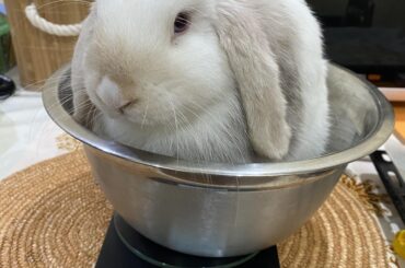My bunny