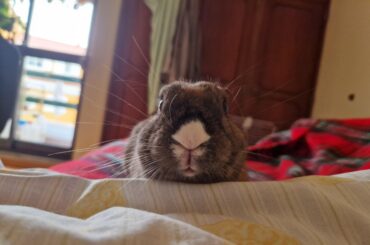 You wake up and this is the first thing you see. What would you do?