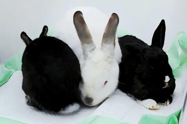 Triple Stuffed Oreo