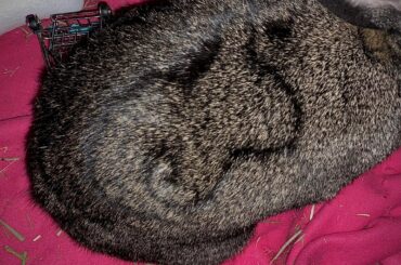 His molting pattern made a bunny shape!