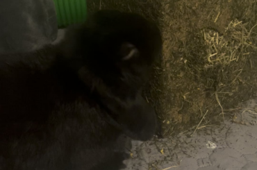 who doesn't love a good hay cube?
