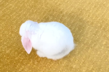 My rabbit cleans itself and falls to the floor relaxed.