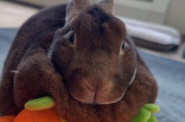 Shes Obsessed with her stuffed carrots