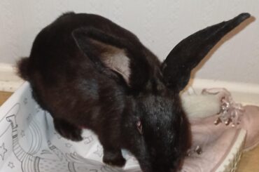 Is it safe for whelping does to take charcoal?