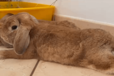 There’s a reason why rabbits do this?