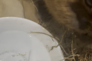 Is this noise normal when eating?