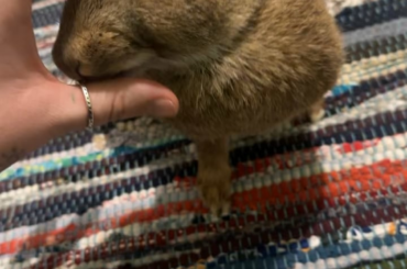 PET MY HEAD!!!