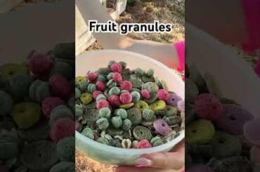 What to feed your outdoor bunnies?