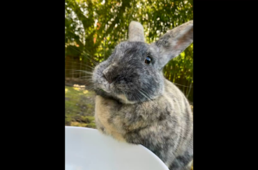 Rosa and Harriet enjoying dandelions and bok choy 🐰😋🥬