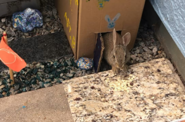 Bunny-Topia