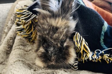 Sneezing Bunny