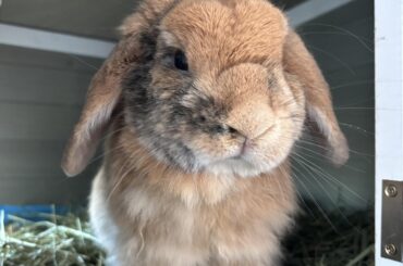 Bro doesn’t know there’s a piece of hay on his head 🥀