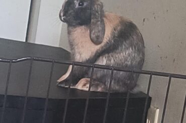 Sitting without a care in the world while mom sits in her cage (had to cage around my bed😮‍💨)