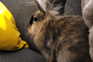 Snuffleupagus Discovers Static Electricity