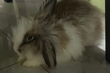 Need advice! I think my rabbit might be bloated or have Gl stasis but I can't go to a vet for another 2-4 hours