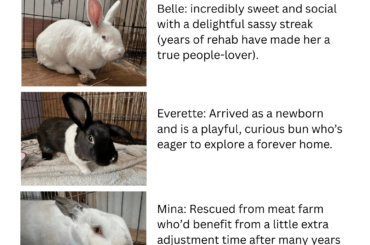 Wilmington, NC — Upcoming Rescue Rabbit Adoption Event