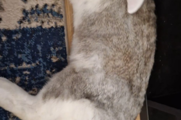 When the ear cleaning hits extra gooood