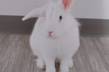 BEW Bunny