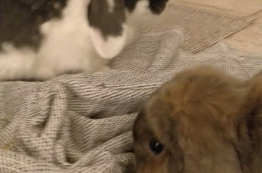 Can rabbits eat plum?