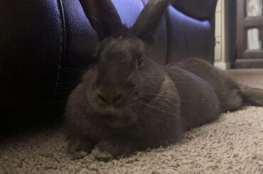Low cost bunny spay clinic?