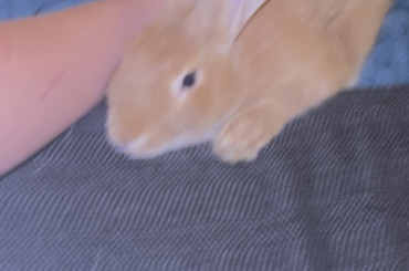Some say I pet him too hard, he says I don’t pet him hard enough. He is such a good bun.