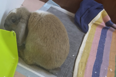 What is my bunny doing?