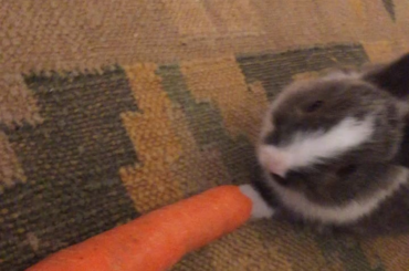 My friend brought over his bunnies so I could meet them because I never really got to spend time with one before. I am in love, those little chomps 🥰