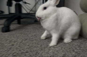 How to pet the bunny on the face