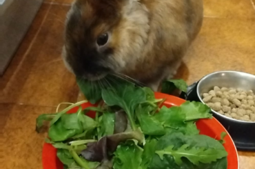 Os presento a mi conejito Momo