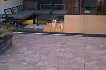 My neighbour is babysitting my bunnies and they are having a blast