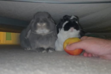 Slow mo apple chomping