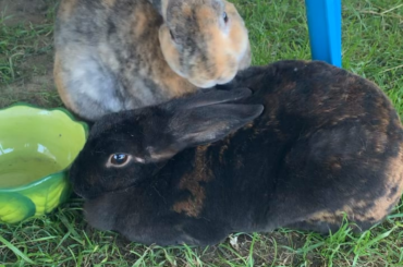 Love Buns2