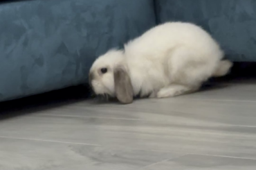 is it normal that the back legs keep slipping?