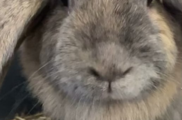 Bunny nails